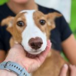 Podenco Mischling Marianne, 01/2026, Endgröße ca. 45 cm
