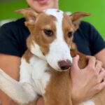 Podenco Mischling Marianne, 01/2026, Endgröße ca. 45 cm