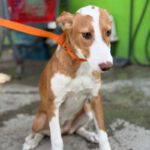 Podenco Mischling Marianne, 01/2026, Endgröße ca. 45 cm