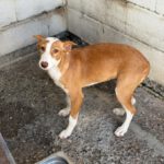 Podenco Mischling Marianne, 01/2026, Endgröße ca. 45 cm