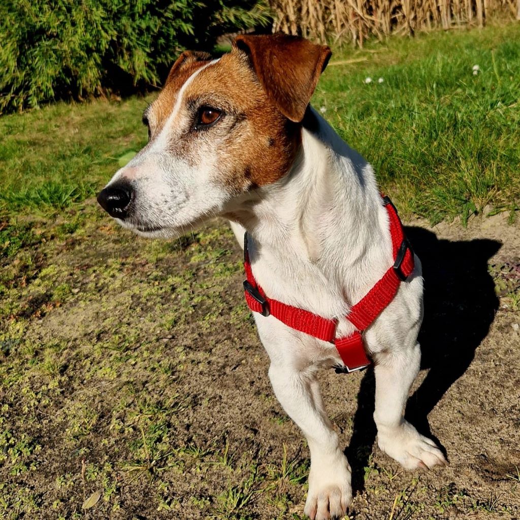 Jack Russell Terrier Maruca, 08/2018, ca. 30 cm, 13629 Berlin