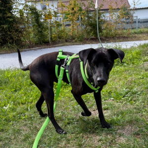 Medizintopf Blacky