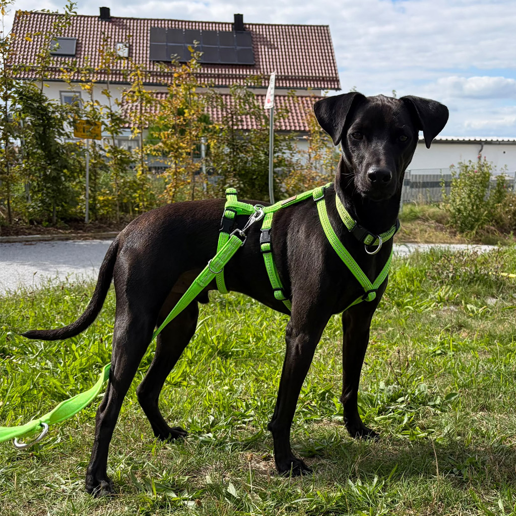 Medizintopf Blacky