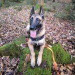 Malinois Mischling Mike, 10/2023, ca. 68 cm, 24983 Hüllerup