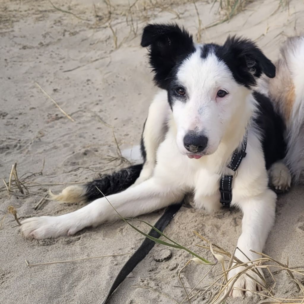 Border Collie Mocoso, 06/2026, Endgröße ca. 53 cm, 50968 Köln