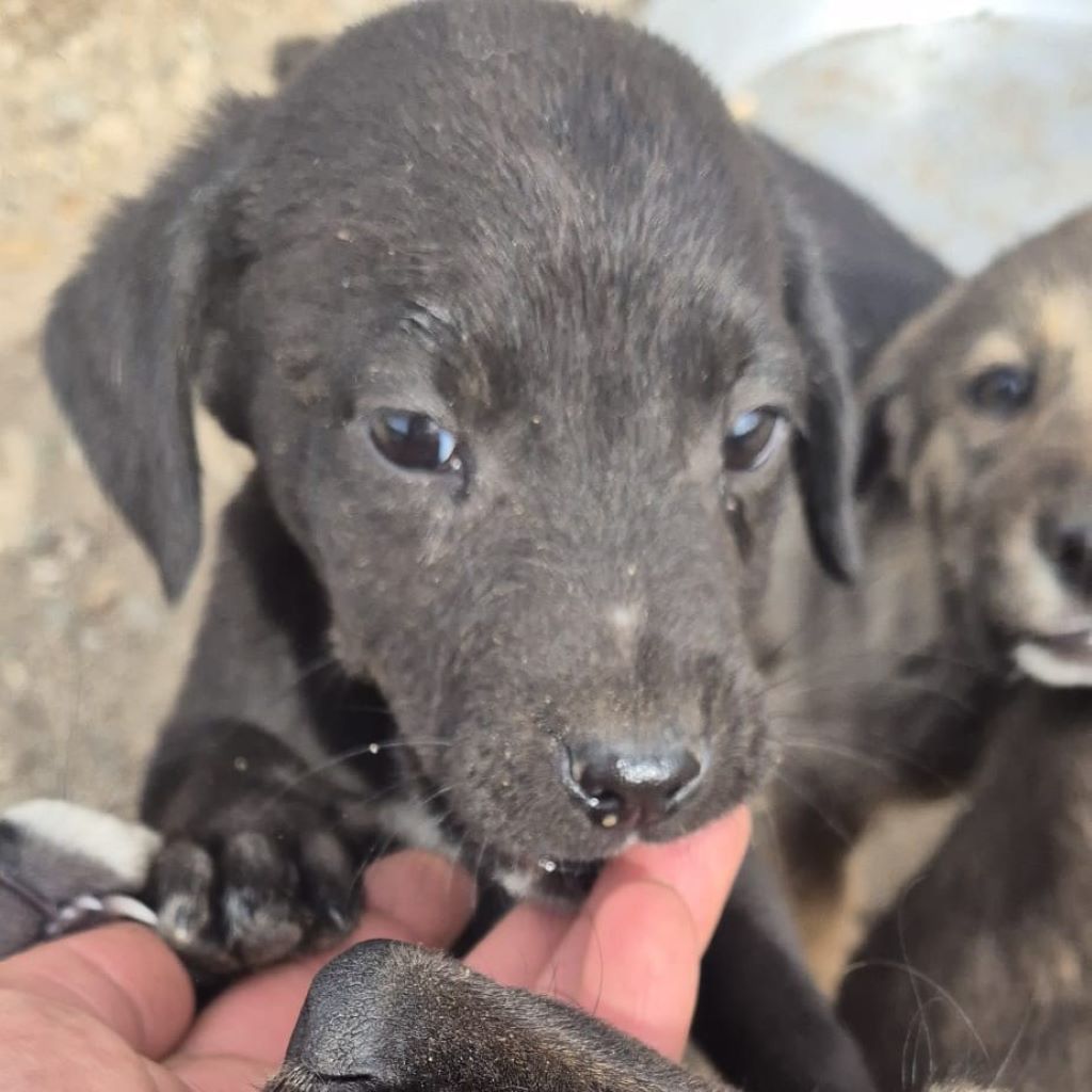 Mischling Mona, 08/2026, Endgröße ca. 40-45 cm