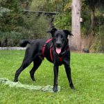 Labrador Mischling Morpheus, 12/2025, Endgröße ca. 60 cm, 21266 Jesteburg