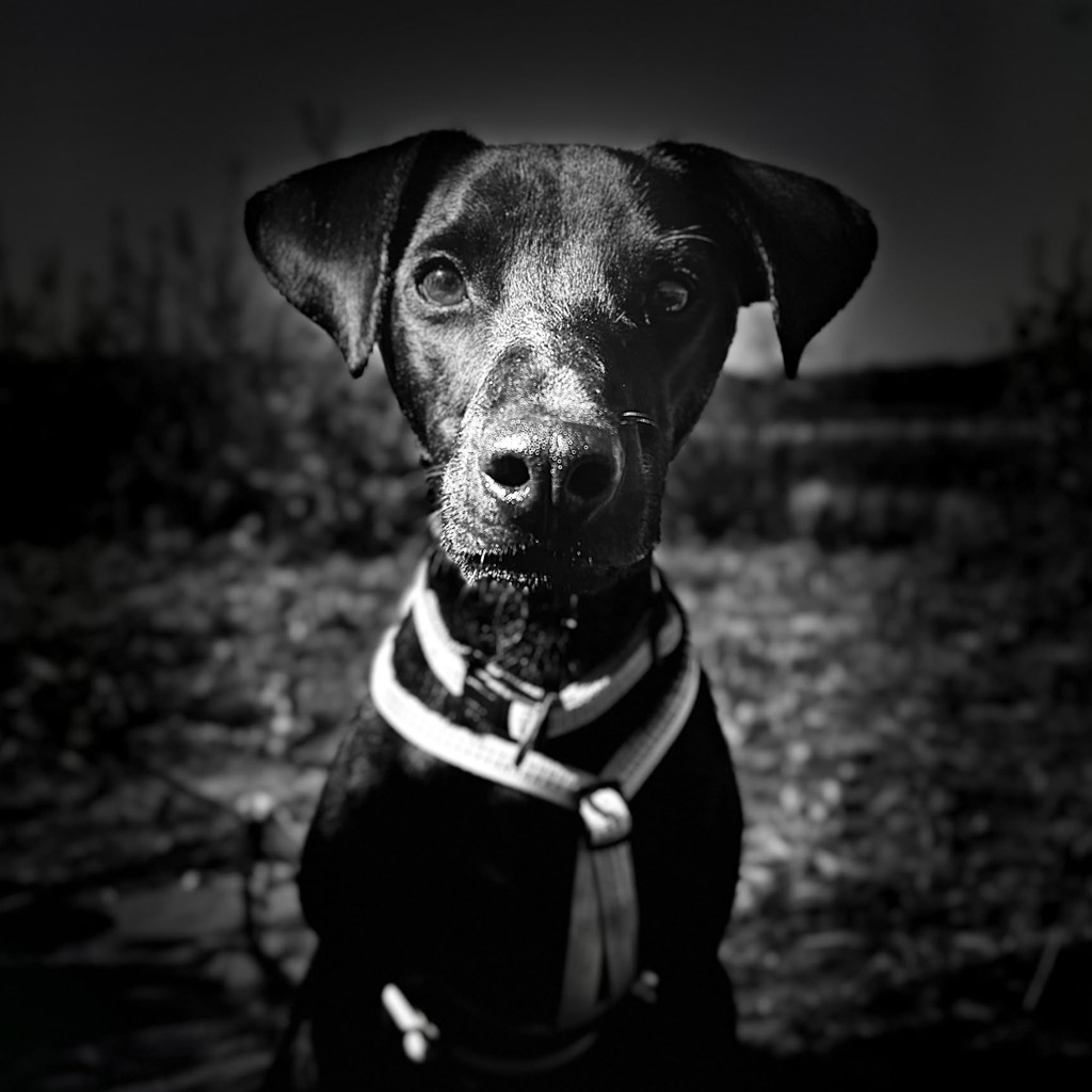 Nachruf Aki ehemals Blacky!