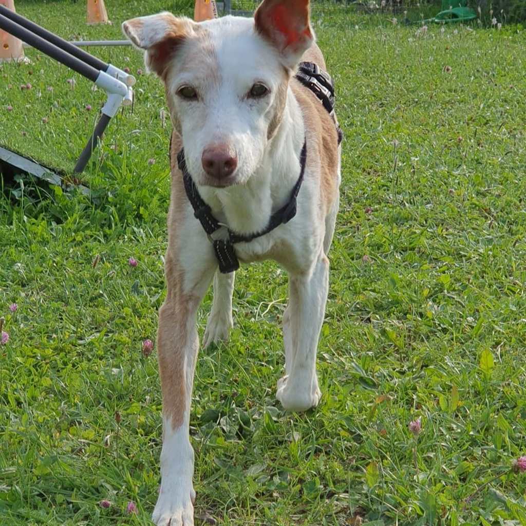 Nachruf Palomi - SALVA Hundehilfe e.V.