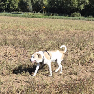 Lauf frei, mein großer Sunny.