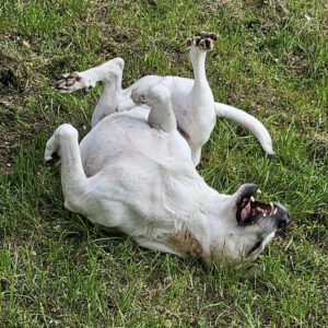 Lauf frei, mein großer Sunny.