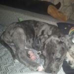 Doggen Mischling Narquito, 06/2026, Endgröße ca. 60 cm