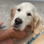 Golden Retriever Nata, 01/2018, ca. 55 cm, 21360 Vögelsen