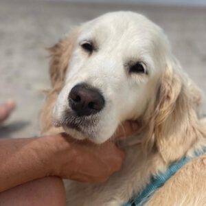 Golden Retriever Nata, 01/2018, ca. 55 cm, 21360 Vögelsen