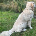 Golden Retriever Nata, 01/2018, ca. 55 cm, 21360 Vögelsen