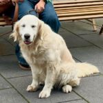 Golden Retriever Nata, 01/2018, ca. 55 cm, 21360 Vögelsen