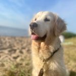 Golden Retriever Nata, 01/2018, ca. 55 cm, 21360 Vögelsen