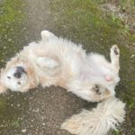 Golden Retriever Nata, 01/2018, ca. 55 cm, 21360 Vögelsen