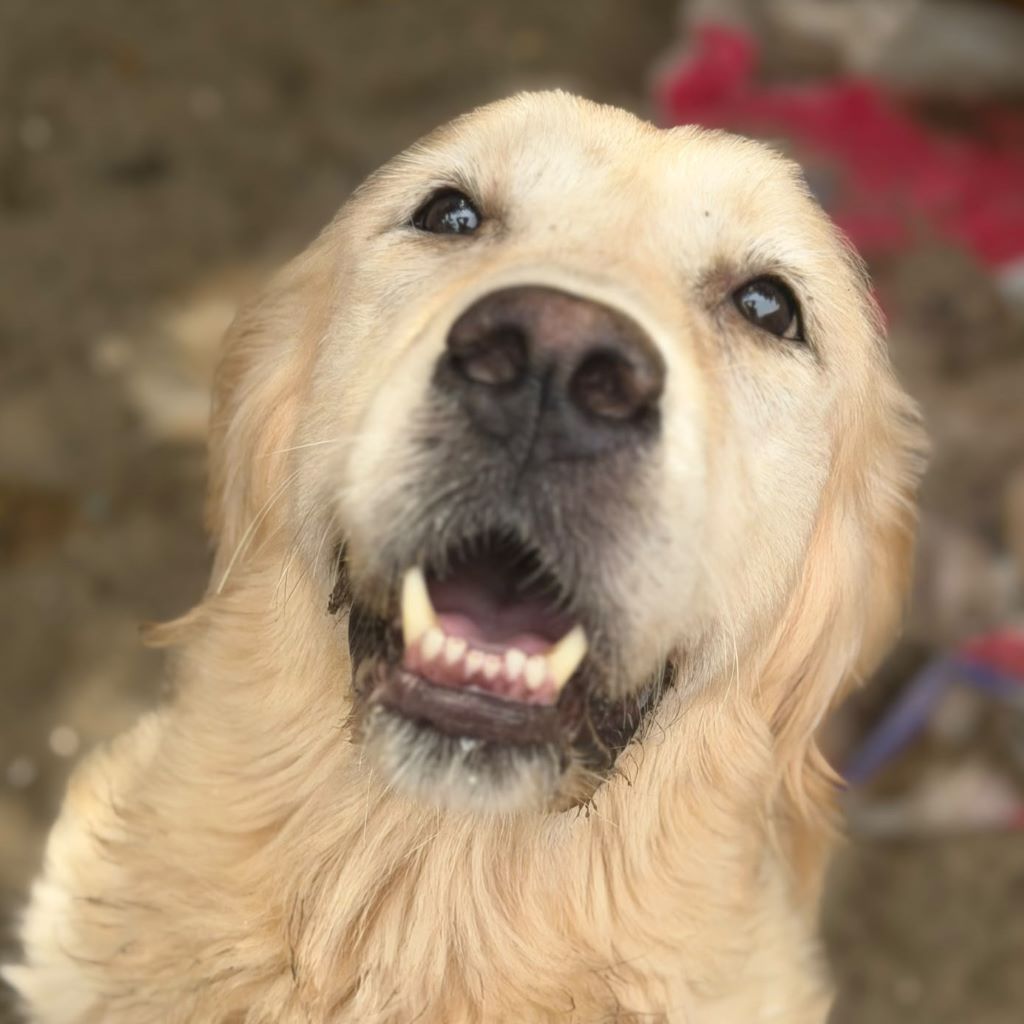 Golden Retriever Ortxi, 08/2019, ca. 55 cm