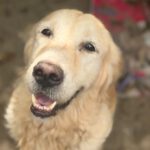 Golden Retriever Ortxi, 08/2019, ca. 55 cm