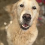 Golden Retriever Ortxi, 08/2019, ca. 55 cm