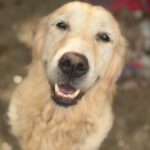 Golden Retriever Ortxi, 08/2019, ca. 55 cm
