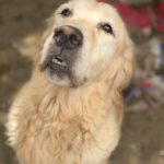 Golden Retriever Ortxi, 08/2019, ca. 55 cm