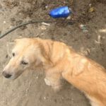 Golden Retriever Ortxi, 08/2019, ca. 55 cm