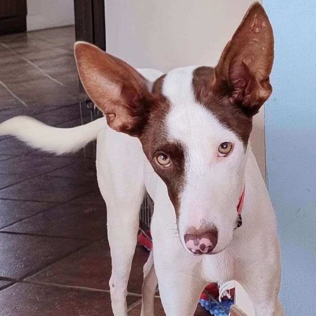 Podenco Mischling Otto, 08/2025, ca. 55 cm, 67269 Grünstadt