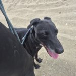Windhund Mischling Pantera, 08/2023, ca. 50 cm