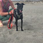 Windhund Mischling Pantera, 08/2023, ca. 50 cm