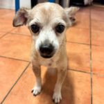 Chihuahua Mischling Papi, 10/ 2019, 20 cm
