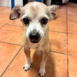 Chihuahua Mischling Papi, 10/ 2019, 20 cm