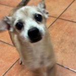 Chihuahua Mischling Papi, 10/ 2019, 20 cm