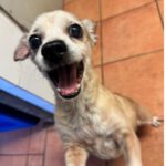 Chihuahua Mischling Papi, 10/ 2019, 20 cm