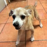 Chihuahua Mischling Papi, 10/ 2019, 20 cm