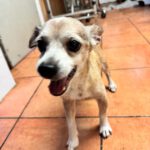 Chihuahua Mischling Papi, 10/ 2019, 20 cm