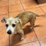 Chihuahua Mischling Papi, 10/ 2019, 20 cm