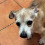Chihuahua Mischling Papi, 10/ 2019, 20 cm