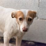Podenco Mischling Paula, 06/2025, ca. 40 cm