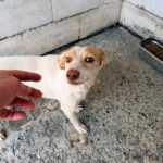 Podenco Mischling Paula, 06/2025, ca. 40 cm