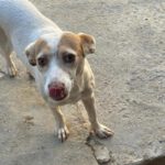 Podenco Mischling Paula, 06/2025, ca. 40 cm