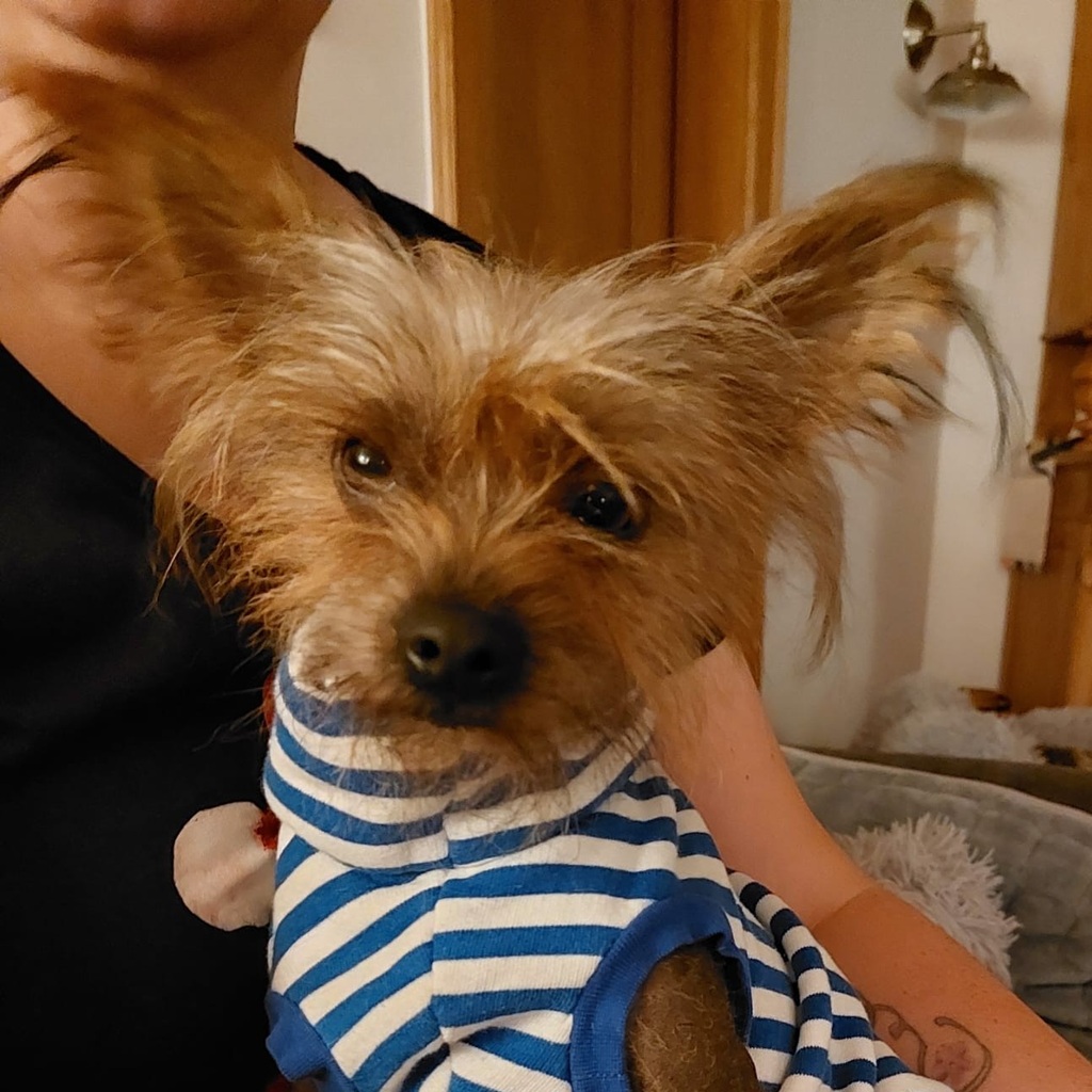 Chinesischer Schopfhund Pelocho, 12/2025, ca. 30 cm