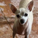 Chihuahua Pelusa, 07/2020, ca. 25 cm