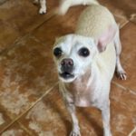 Chihuahua Pelusa, 07/2020, ca. 25 cm