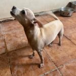 Chihuahua Pelusa, 07/2020, ca. 25 cm