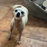 Chihuahua Pelusa, 07/2020, ca. 25 cm