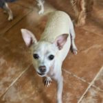 Chihuahua Pelusa, 07/2020, ca. 25 cm