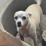 Chihuahua Pelusa, 07/2020, ca. 25 cm