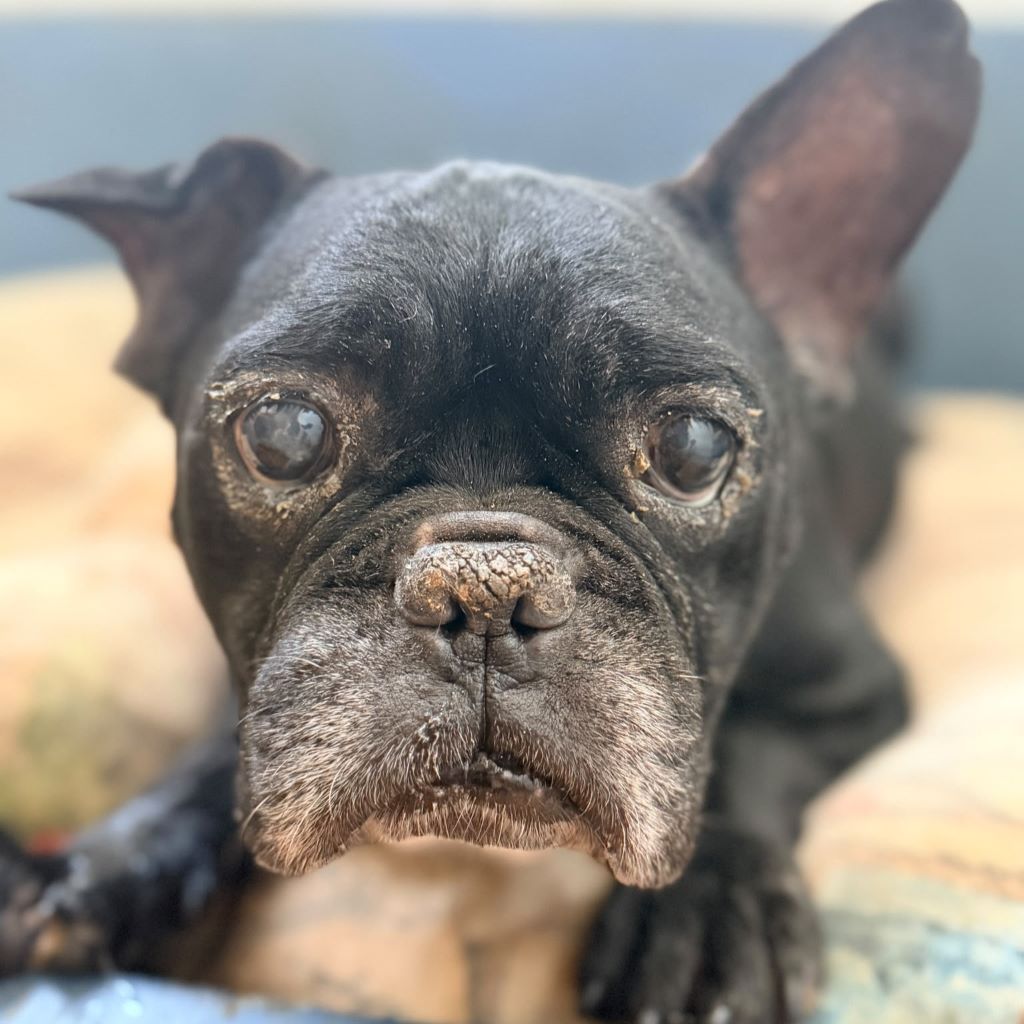 Franz. Bulldogge Pepe, 11/2016, ca. 35 cm